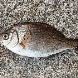 のんびり五目釣り