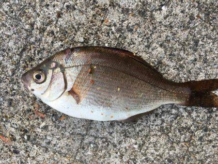 のんびり五目釣り