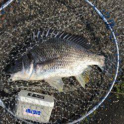 ヘチ釣りに行ってきました！