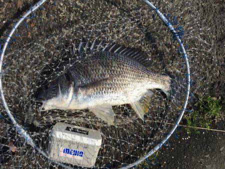 ヘチ釣りに行ってきました！