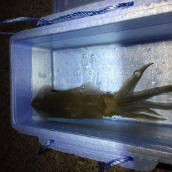 アオリ&モンゴウイカ