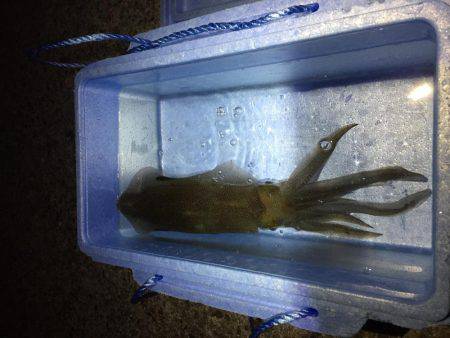 アオリ&モンゴウイカ