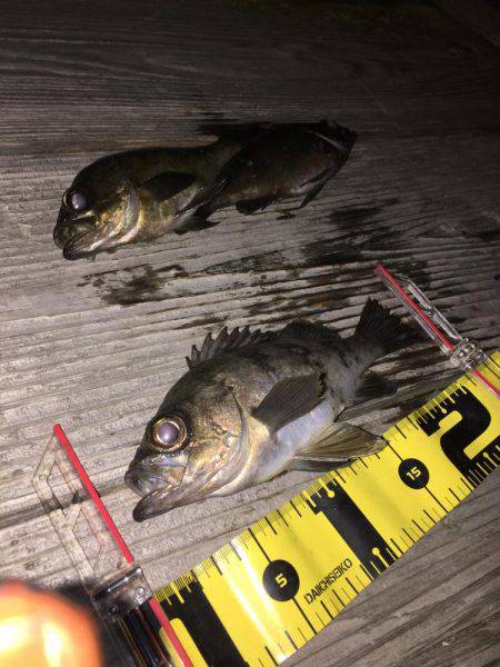 ロックフィッシュフェス