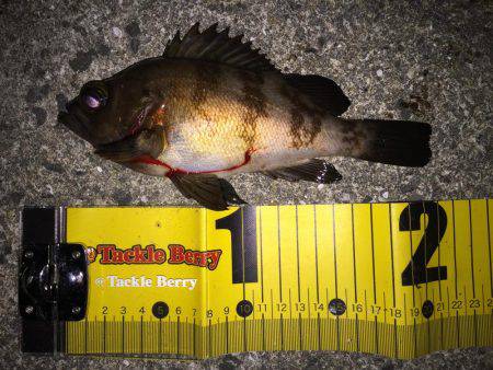 メバルシーズン