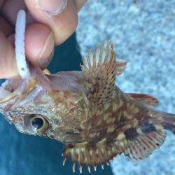 淡路島で、メバリング