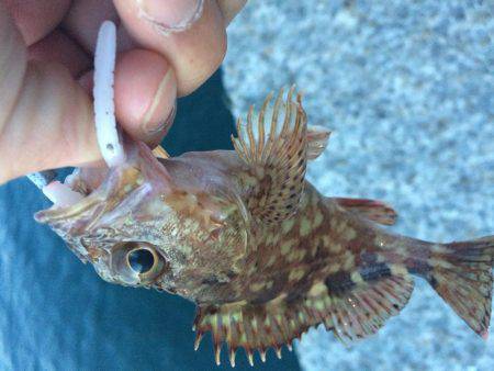 淡路島で、メバリング