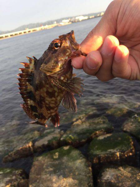 メバリング(結果ガジリング)