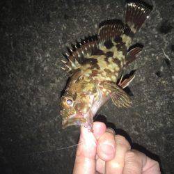 ムッシュ崇之のサーベリング後ガシリング