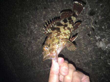 ムッシュ崇之のサーベリング後ガシリング