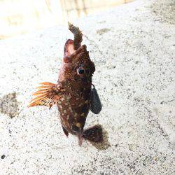 ロックフィッシュ