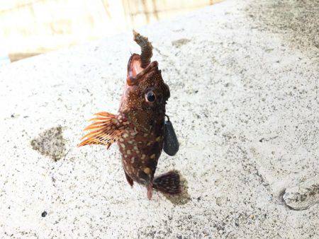 ロックフィッシュ