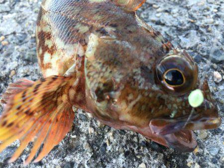 根魚 ばんざい！