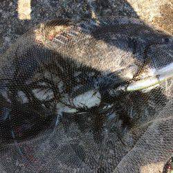 嫌いやわ   エイ