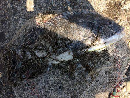 嫌いやわ   エイ