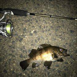 メバル・ガシラ