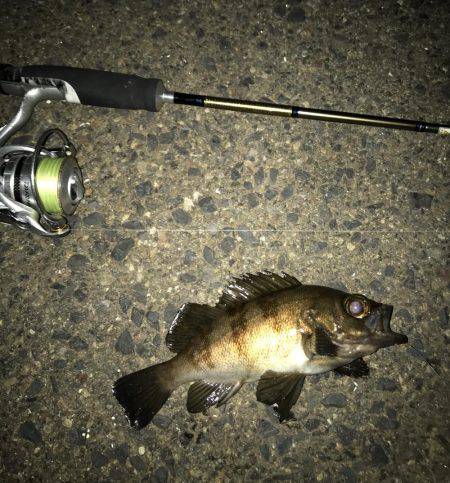 メバル・ガシラ