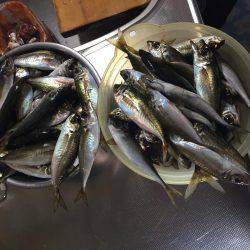 大分 アジ 70匹 ハモ1匹