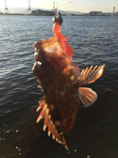 チニングに挑戦してますが