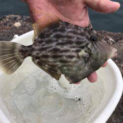 カワハギ、カタクチワシ