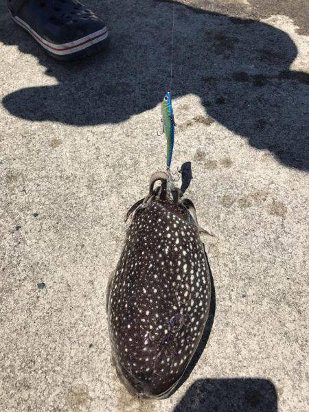 ジクでシリアケイカ