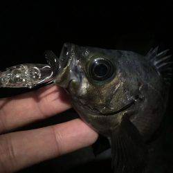 アジからメバル