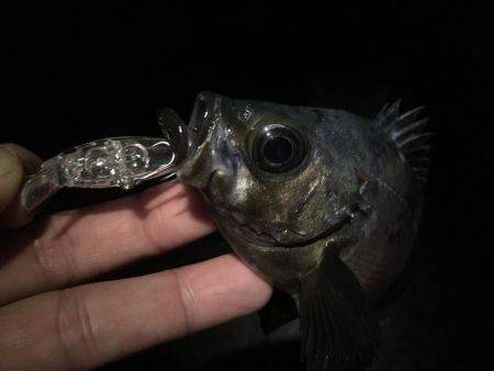 アジからメバル