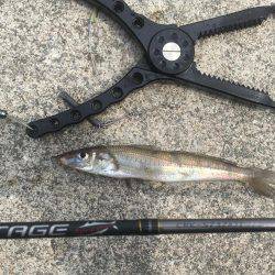 保険のキス釣り