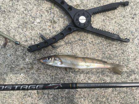 保険のキス釣り