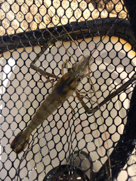 ちょっとだけテナガエビ