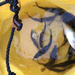 そろそろアジの季節かな！！