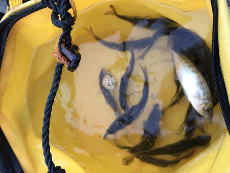 そろそろアジの季節かな！！