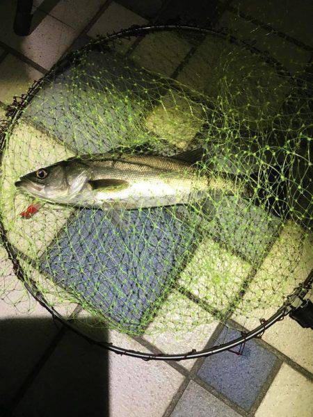 フッコ釣れました！