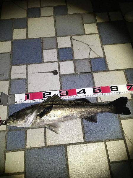 青海南シーバスチャレンジ！新記録ラッシュ！…