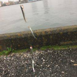 江尻埠頭 イワシとカサゴ