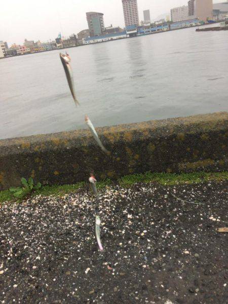 江尻埠頭 イワシとカサゴ