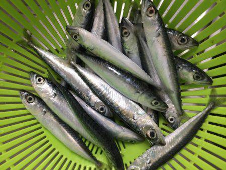 豆サバ大量