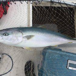 ブリと言いたい！