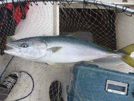 ブリと言いたい！