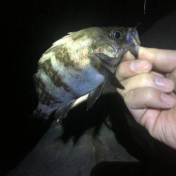 小潮ド干潮で撃沈