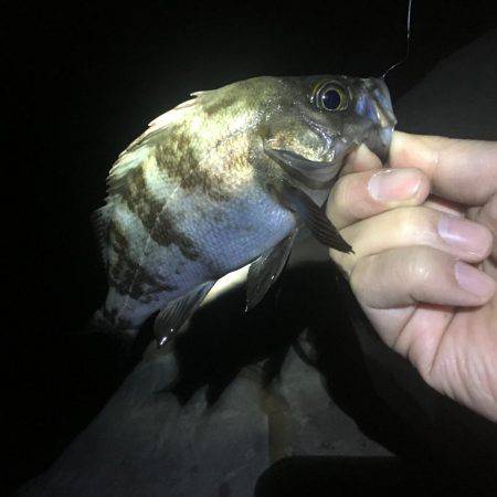 小潮ド干潮で撃沈