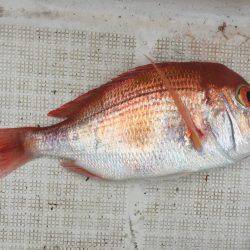 今日はジグ反応ほぼなし！鯛ラバ大活躍！