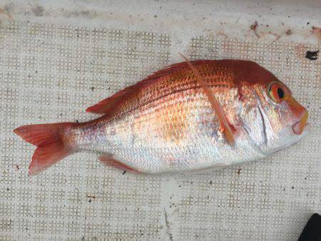 今日はジグ反応ほぼなし！鯛ラバ大活躍！