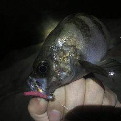 潮のタイミング合いません。。。