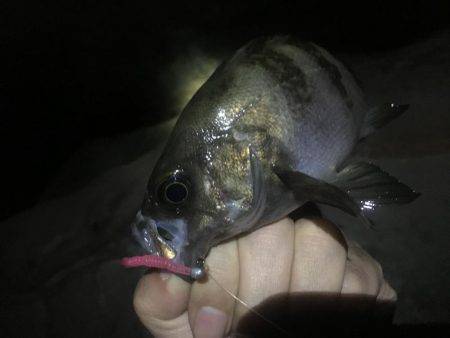 潮のタイミング合いません。。。