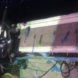 小浜港松福丸でムギイカ釣り