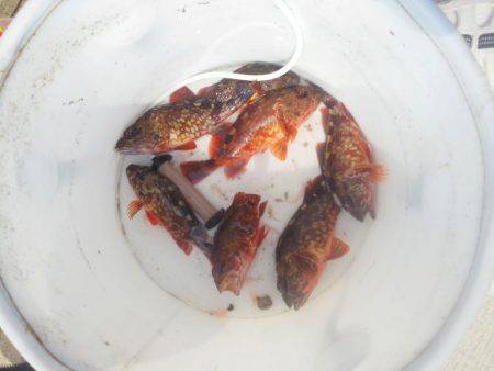 チヌ不発でした・・