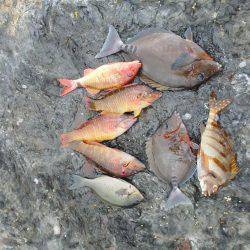 グレ厳しかった・・バラシ・・・