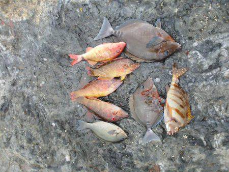 グレ厳しかった・・バラシ・・・