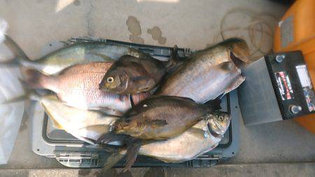 海上釣り堀岬でカンパチ、ヒラマサ狙い