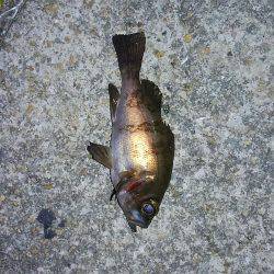 まだまだ楽しめる